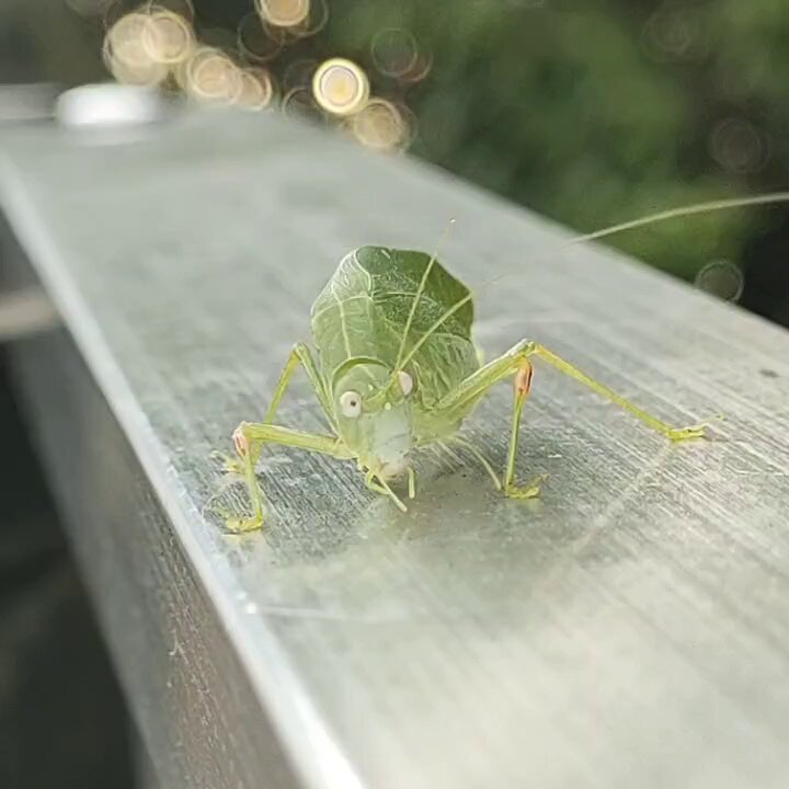 SYAURUI (@syaurui) / Posts / X