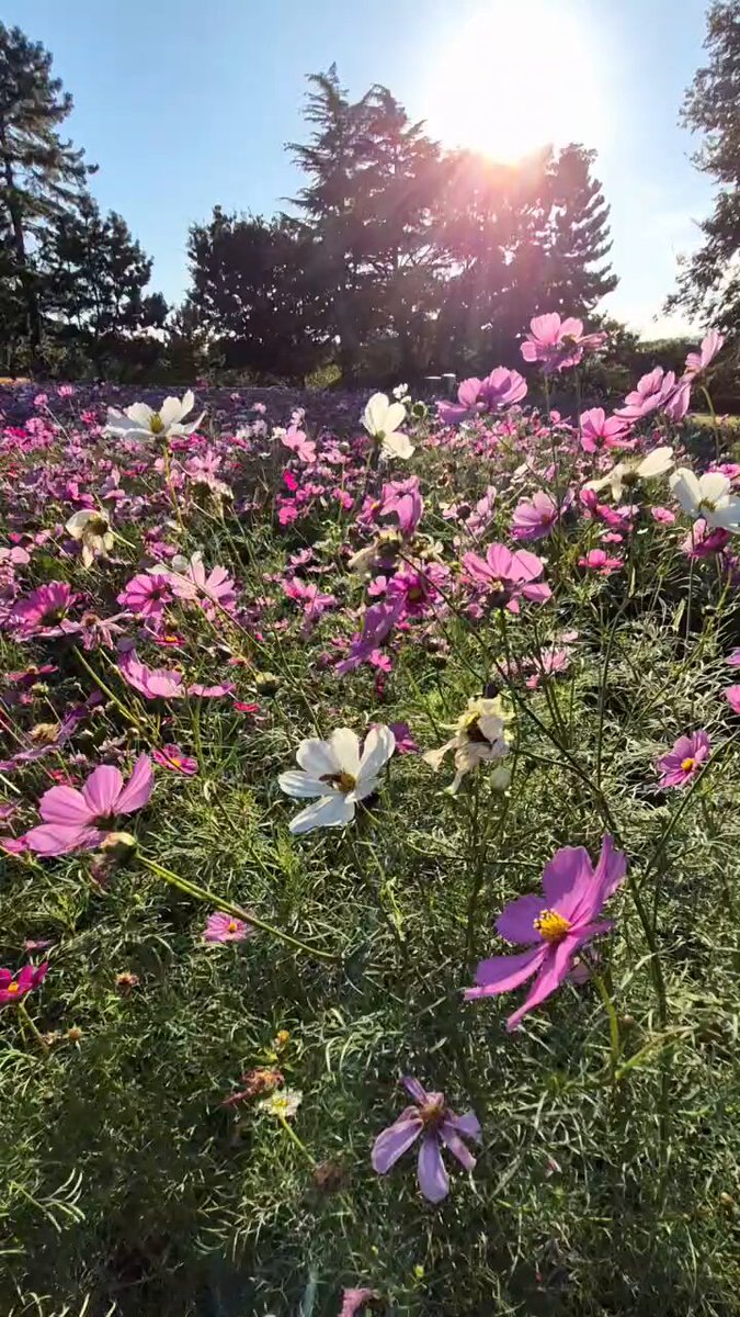 【コスモス】 めーさん on X