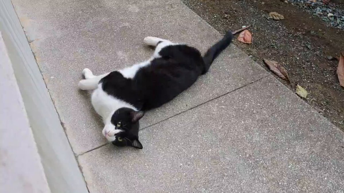 ナオ☘️ (@KzhFdS73plONkf6) / Posts / X