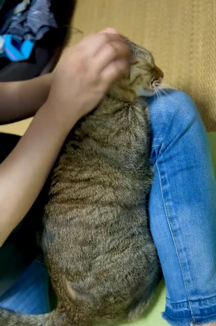 猫の『とらまる』🐈 on X