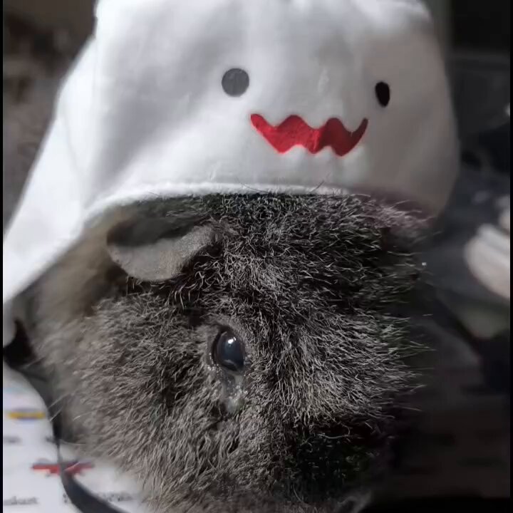 午前2時のハリネズミさん on X