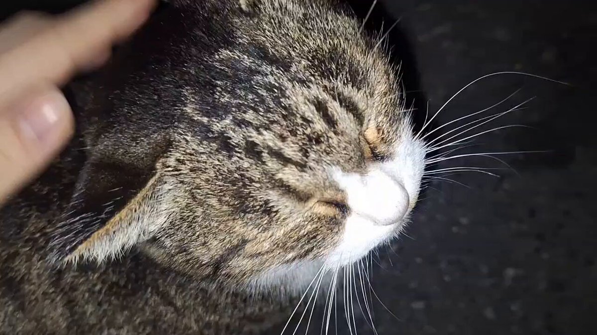 たかのっち🐈‍⬛/WEZARD/JZX100 on X