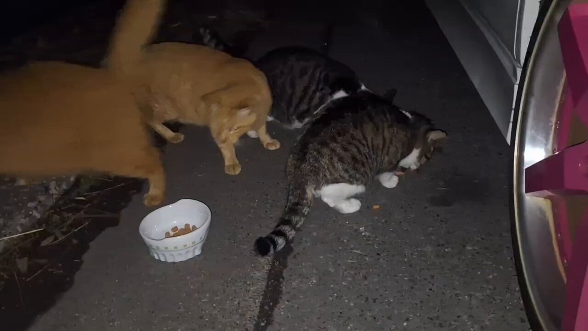 たかのっち🐈‍⬛/WEZARD/JZX100 on X