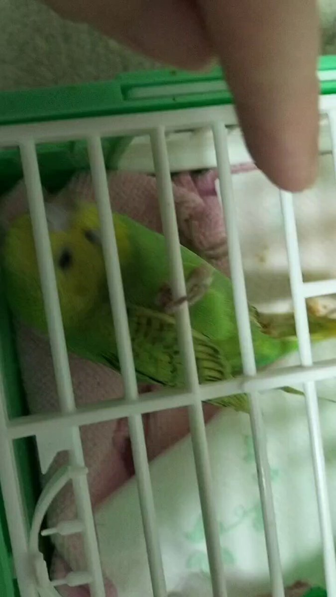 ヒナさん (@unknown_chick24) / Posts / X