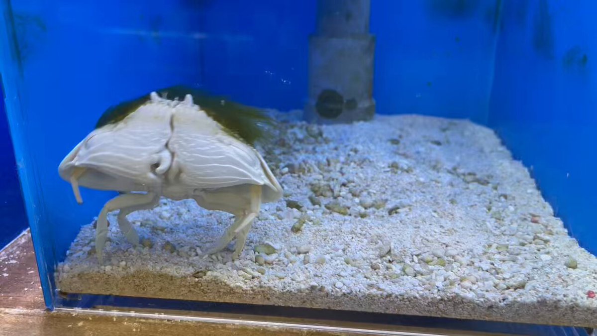 ʜɪʀᴏsʜɪ ɴᴀᴋᴀᴍɪɴᴇ (@kobuyahazu) / Posts / X