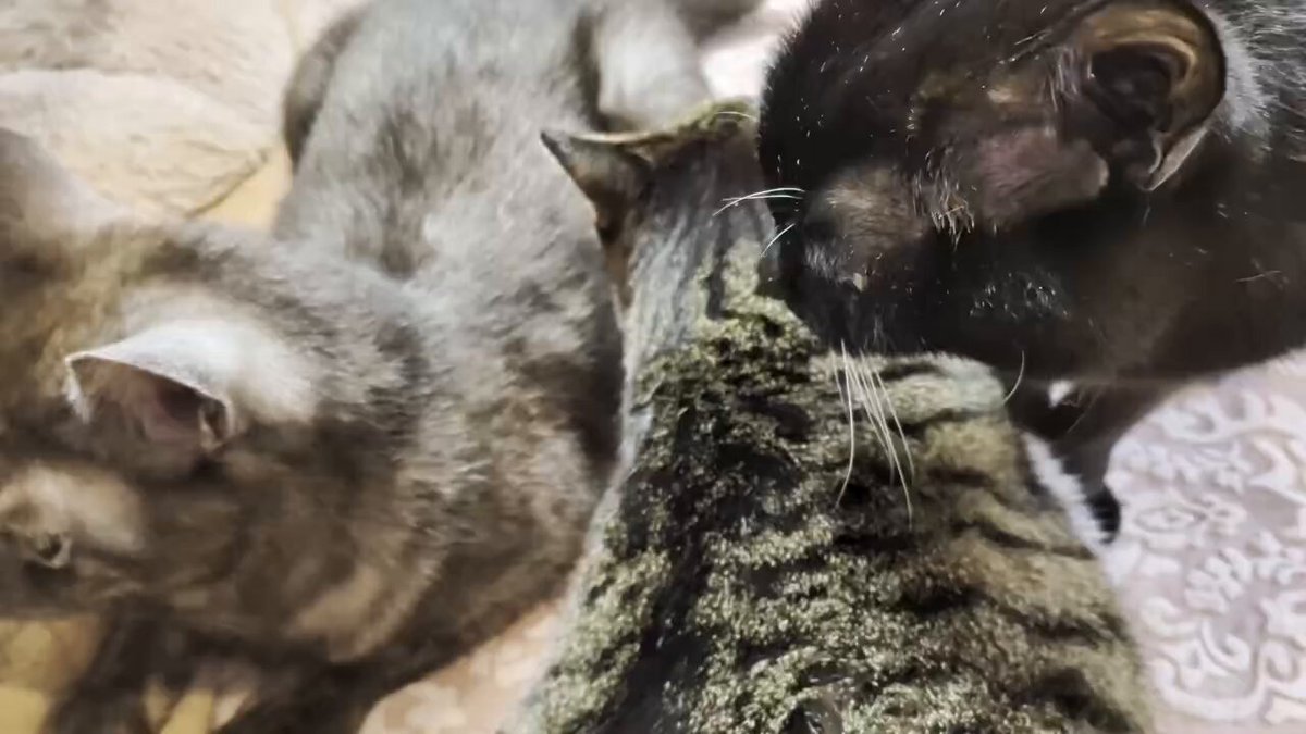 にゃんこ (@3qQyFzJpgUyWhOC) / Posts / X