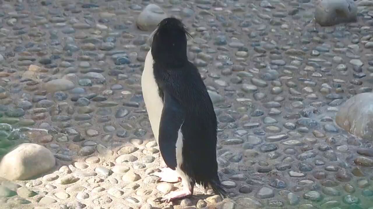 ペンギン - Search / X