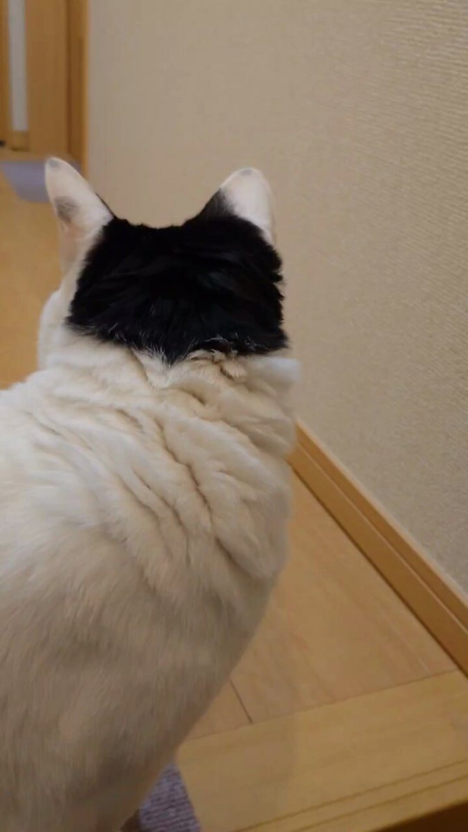 ネコ好き - Search / X