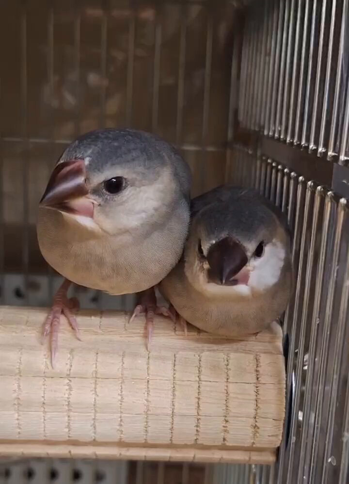 二週間前のふぅくぅ - Search / X