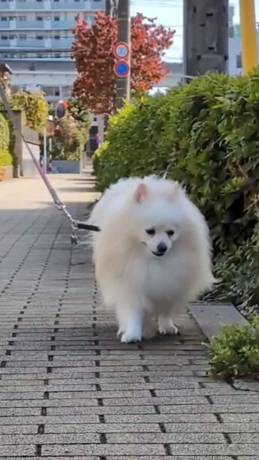 ⭐︎専用⭐︎ ポメラニアンの足様 ひろにわ🌿 on X