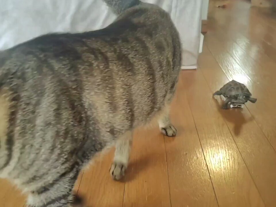 アメチカンのもな@福岡の猫 (@Mh0MLiErcV8E97C) / Posts / X