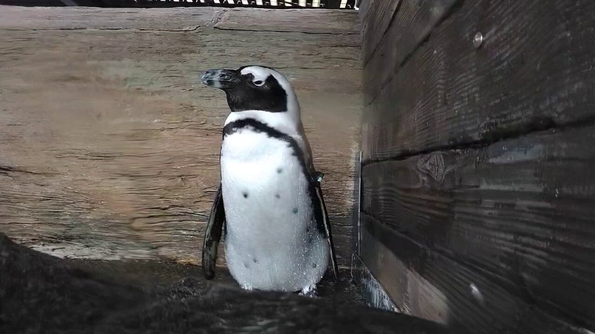 ペンギン - Search / X