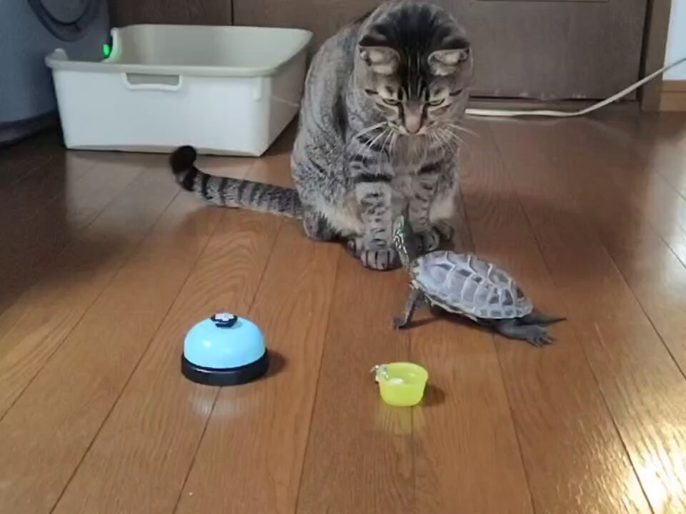 アメチカンのもな@福岡の猫 (@Mh0MLiErcV8E97C) / Posts / X