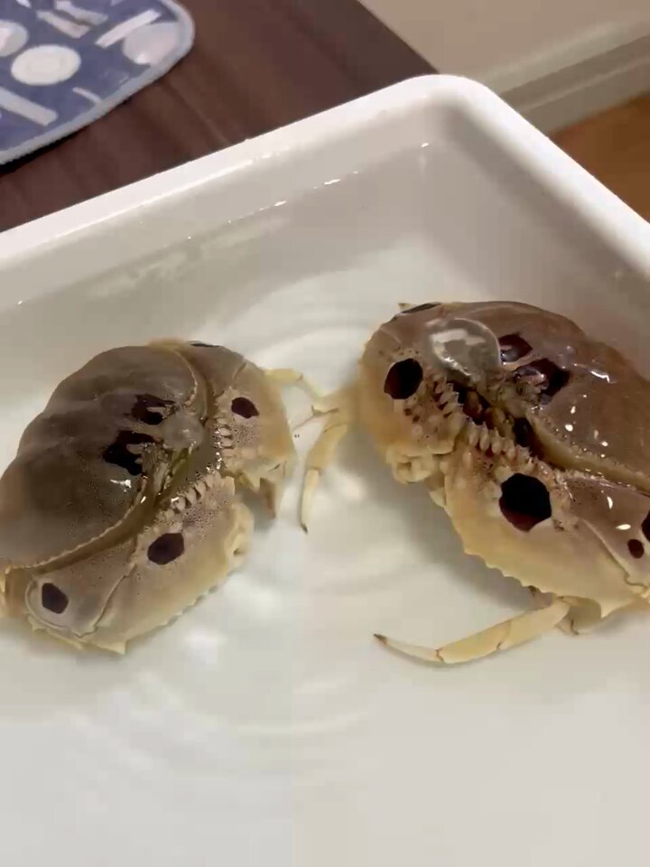 こてつ (@kotetsu7c7) / Posts / X