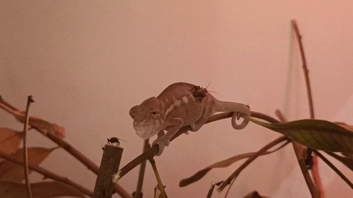 ヒ*ロ様 ☘️ラスト☘️❤️開花株❤️♈️ 785 ❤️超希少❤️【カメレオン】 marroblgonor on X