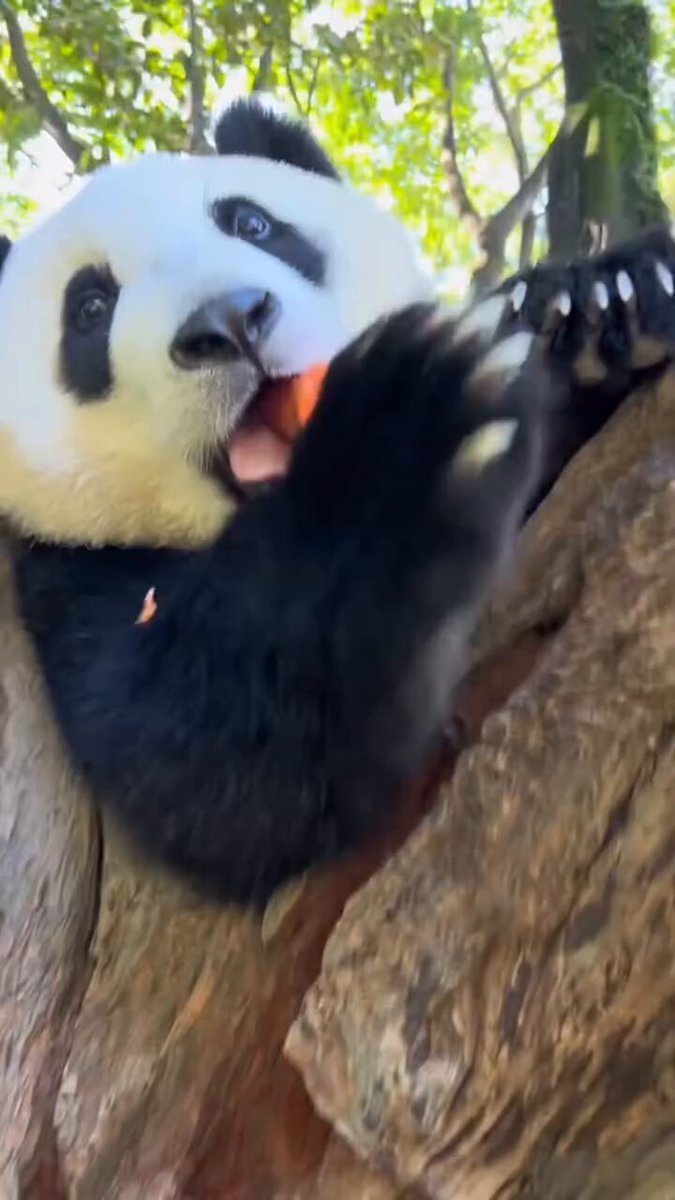 賢いパンダ (@Azlier51) / Posts / X