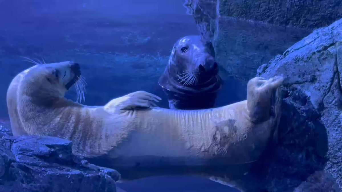 貴重　炭治郎の遥かなる時空の中で　八景島限定 時透無一郎君完成(*^^)v✨楽しかったです♡🤩 #鬼滅の刃 #鬼滅の刃柱