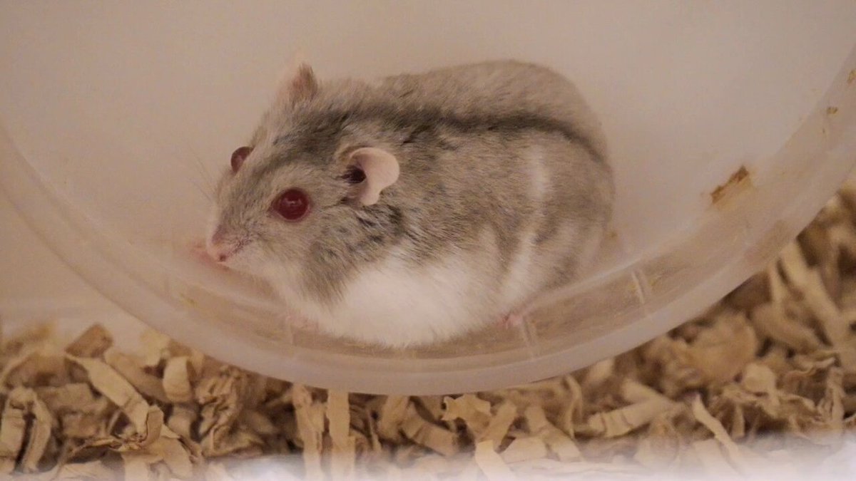 ハムまる様S ABSN on X