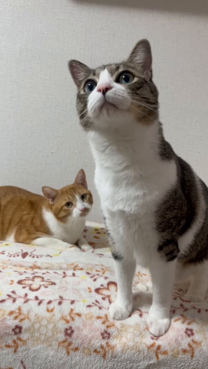 キジ白つくしちゃんときなこ🐾 (@Neko2Obasan) / Posts / X