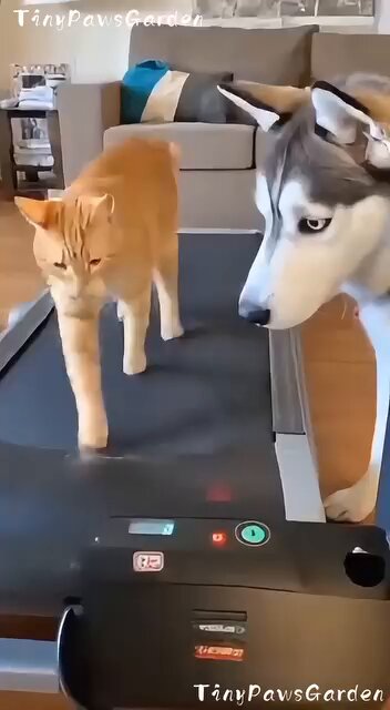 大天狐minαto @サークル｢HERCURES｣ (@minato39trb) / Posts / X