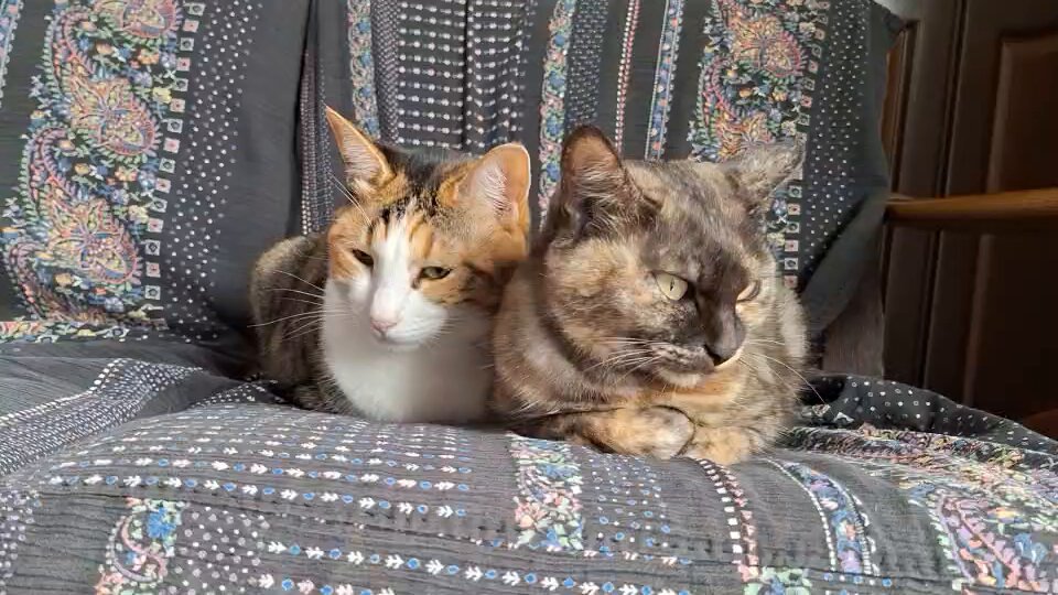 猫おむすび♡カワウソ&ひよこ ちよこ on X