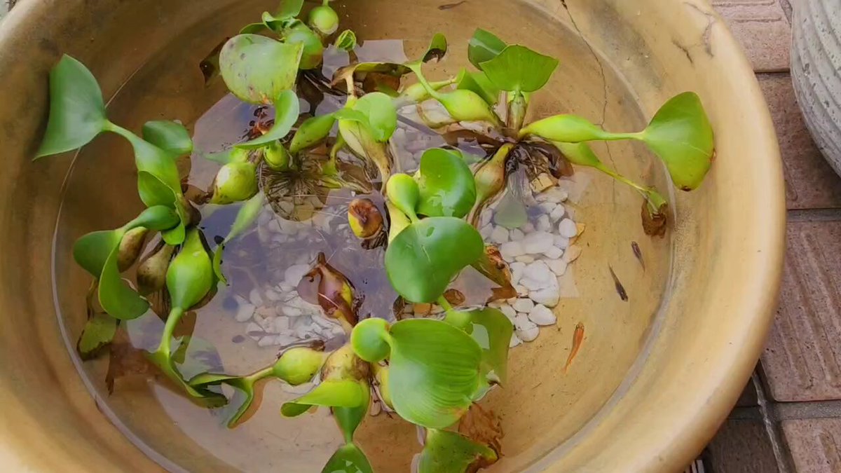 博多ちぇすめだか 博多ちぇすめだか 博多ちぇすめだか 商品検索 - めだかの通販・販売