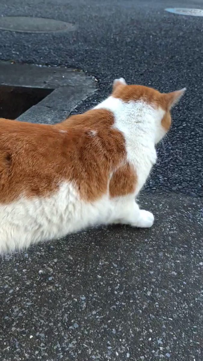 ふらんすねこ様♡ありがとうございます♡ 五月 (@xf52_523) / Posts / X