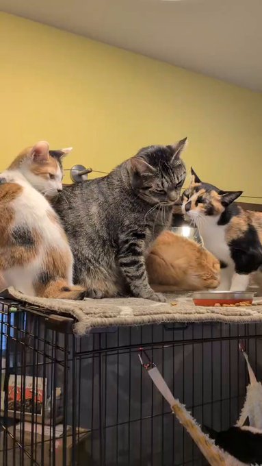 コンカフェ あるこほりっく 秋葉原院のツイート