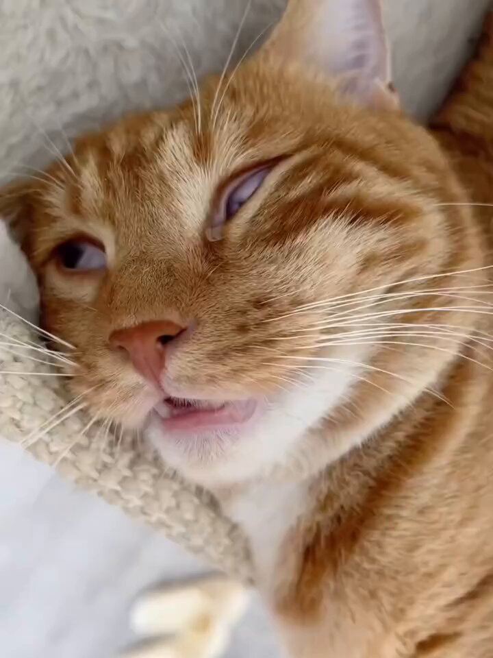 🌸 Z̷E̷R̷O̷🇯🇵¹⁷✈ 三代目 神威 瑞穂🐾 on X