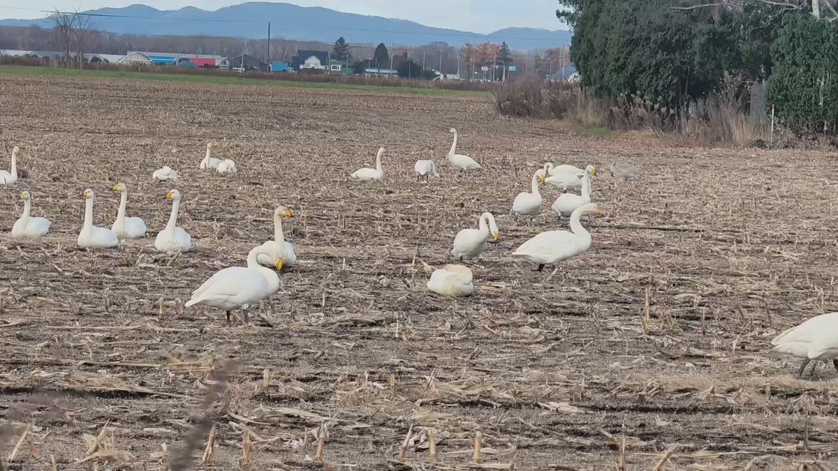 たまにゃん on X