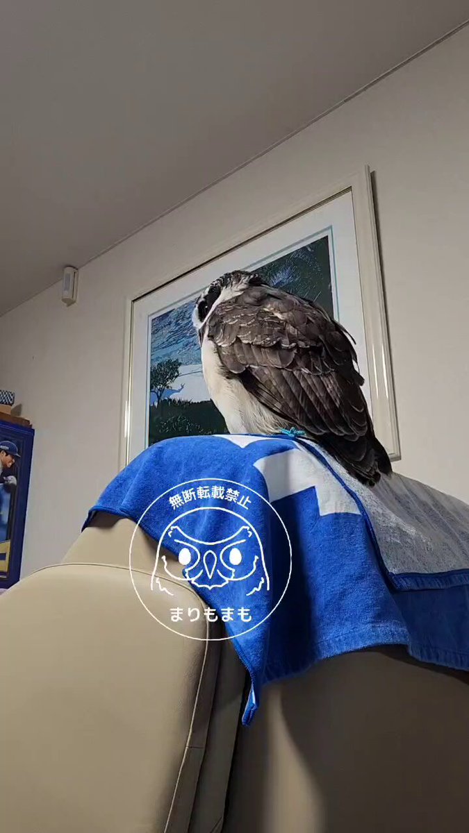 まりもまも (@marimomamo073) / Posts / X