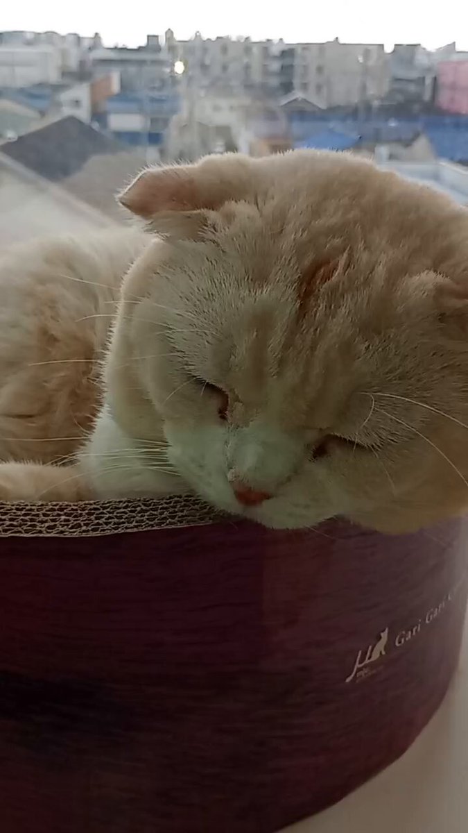 🐶🐱 マロン 🐱🐶 on X