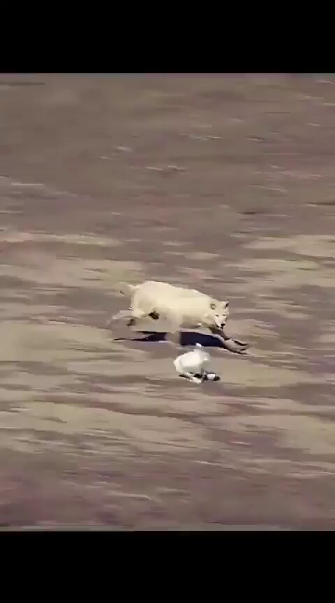 Nima uchun qizlarda katta kokrak uchlari bor?