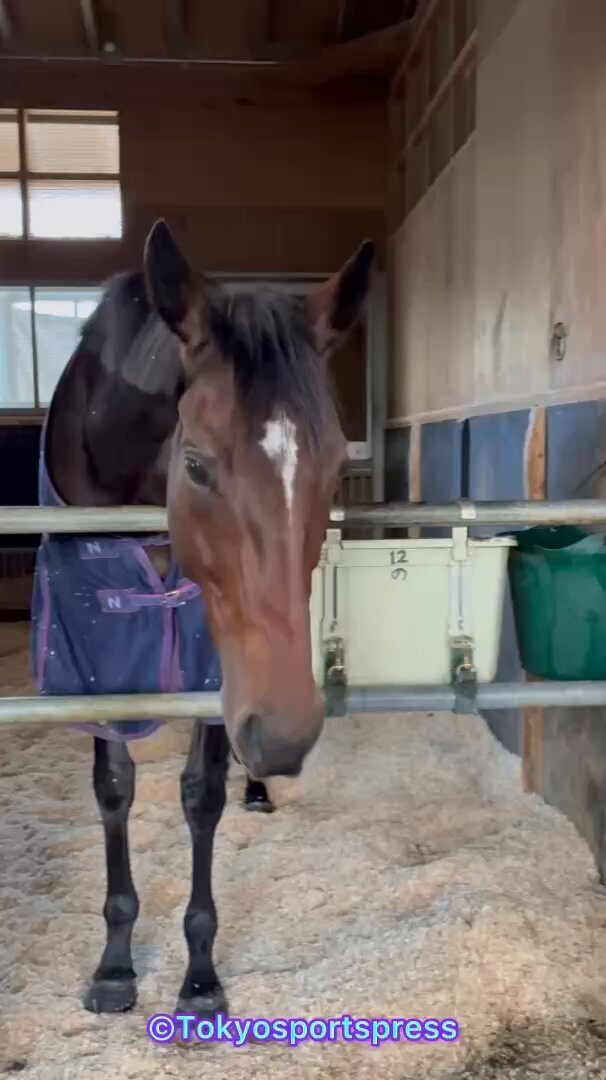 きじとら (@kijitora_ruufas) / Posts / X