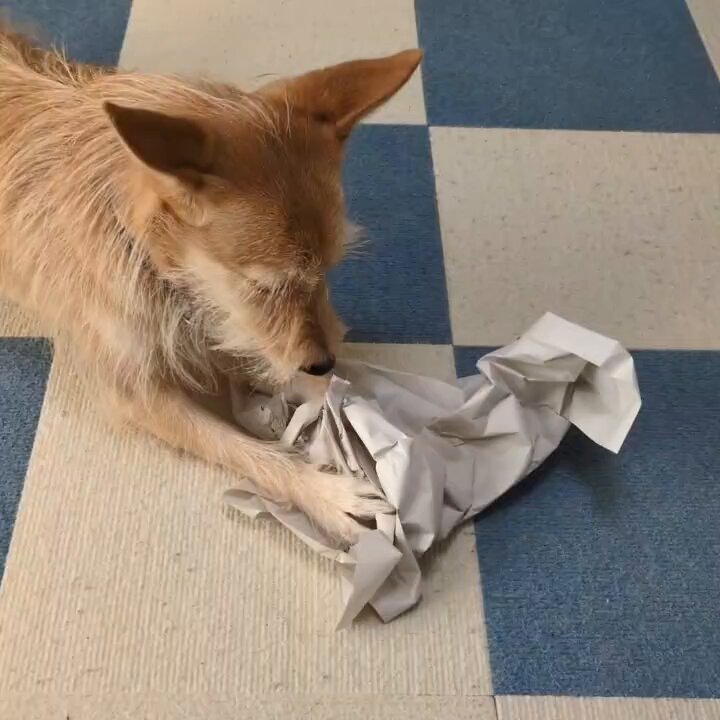 犬ちゃん 犬ちゃん (@dogchan1010) / Posts / X