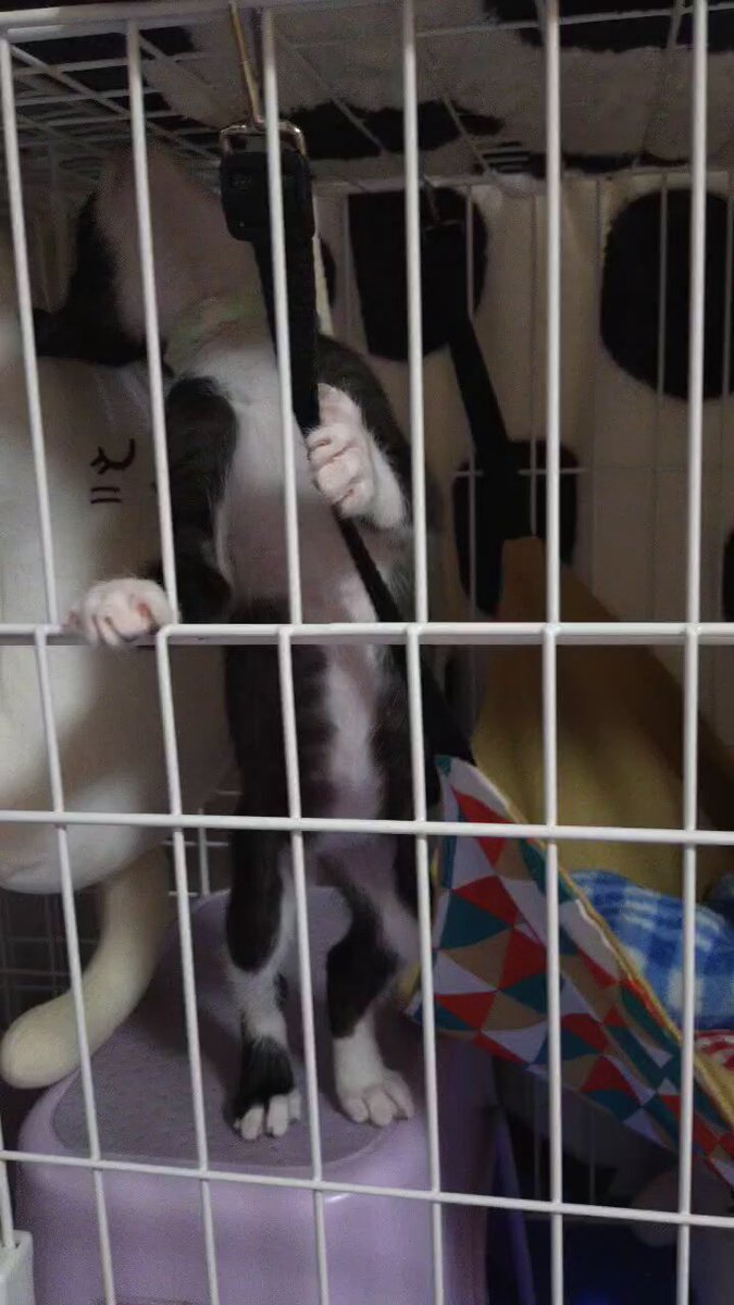 にゃおん♪ on X