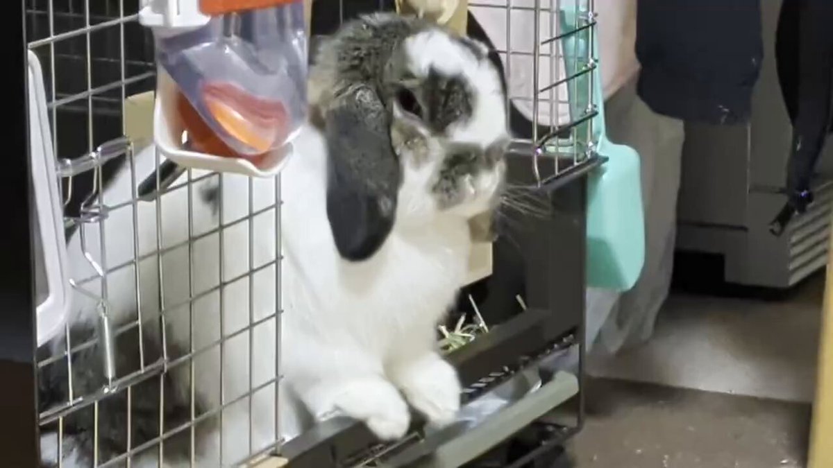 もも♀🍑@うさぎパパ (@momorabbit21) / Posts / X