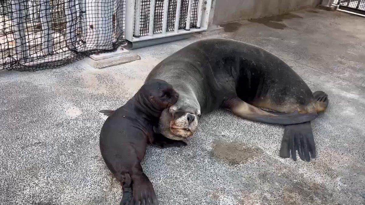 つっち～(槐) (@himawarienju) / Posts / X