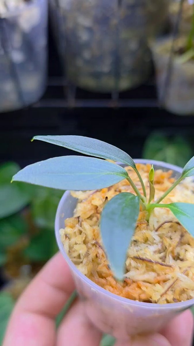 11/13 Homalomena sp. Kalimantan Barat 小濡水色 来たときよりも色が