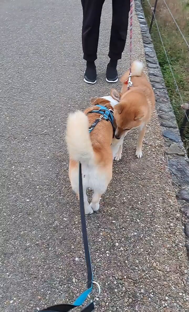 かとさんぽさん おこんばんワン ちょっと朝からバタバタ 朝ん歩でかぁしゃんに向かって