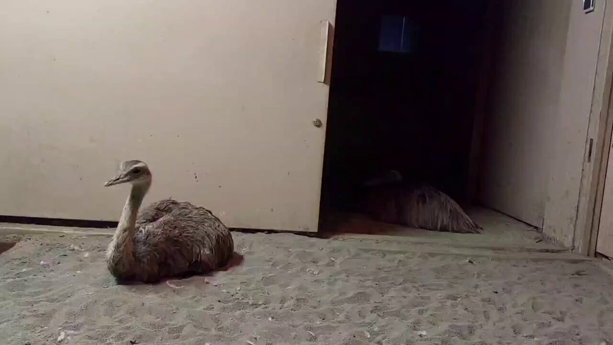 💮NAO💮 (@nao_mori) / Posts / X