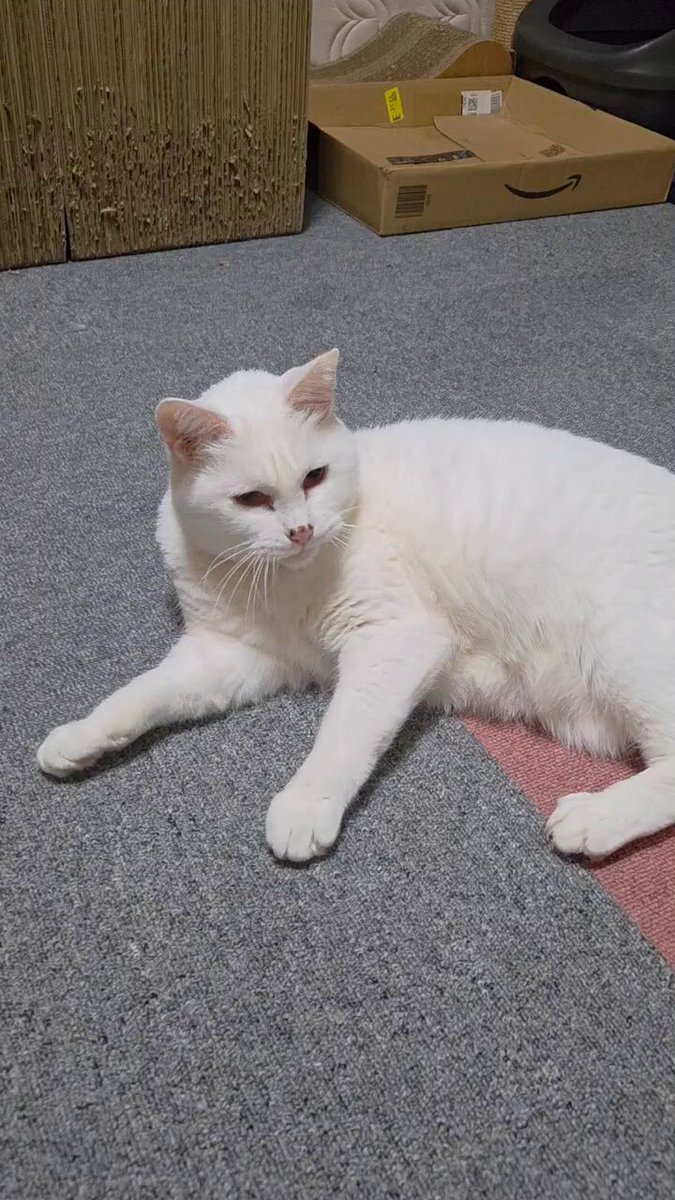 ちったん (@NYANMARUKE) / Posts / X