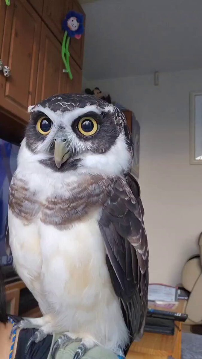 まりもまも (@marimomamo073) / Posts / X