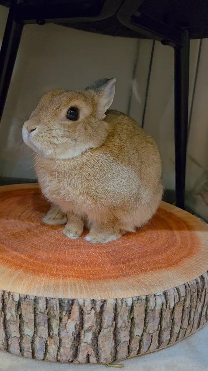 うさぎ様 うさぎと暮らす No96（2025年Summer） | うさぎと暮らす |本 | 通販