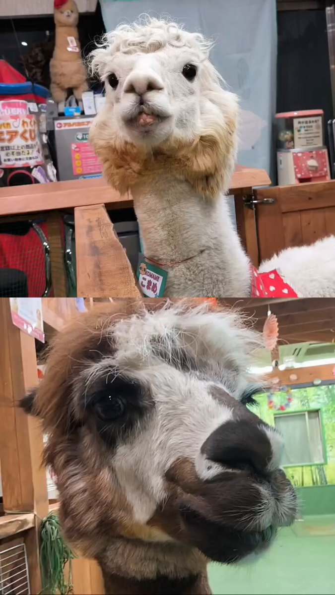 ハンサ アルパカ HANSA（ぬいぐるみ） BH6024 アルパカ HANSA あるぱか ぬいぐるみ