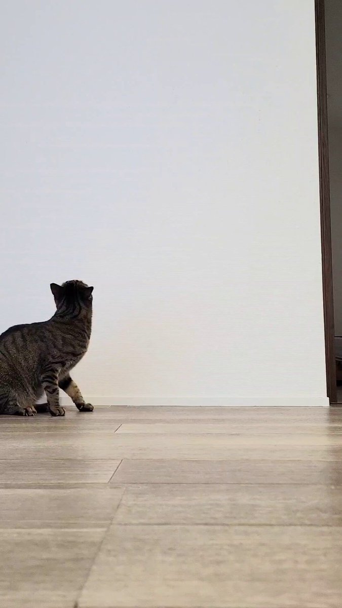 しぴこめᓚᘏᗢ (@chipie0826) / Posts / X