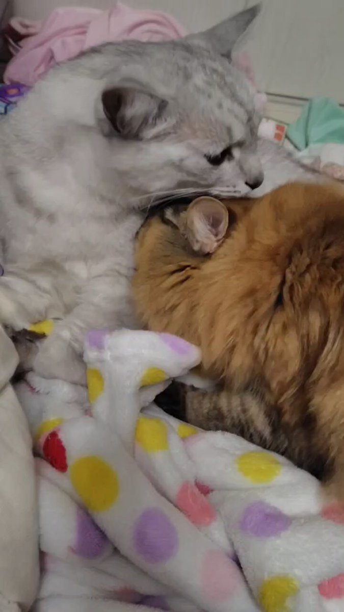 なち🍐【せ06a】（いつも程は無理かも） (@natinatinya) / Posts / X