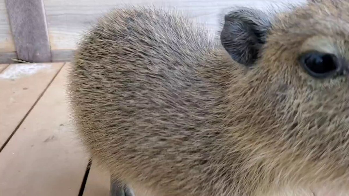 カピバラ㌠ (@capivara123) / Posts / X