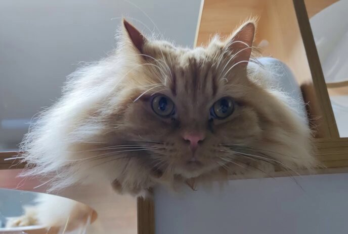 ふーちゃん＠猫オデ (@fu5danmemo) / Posts / X