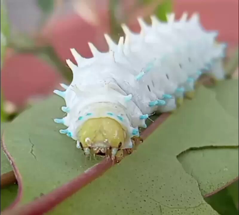 いもむしのﾓﾑｽﾝ (@kawaiimomsun) / Posts / X